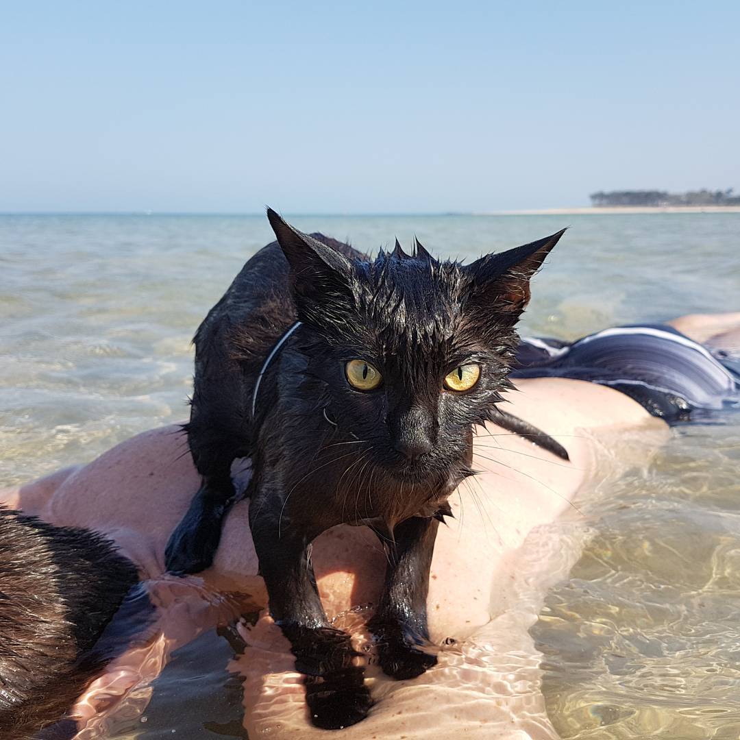 Кошка плавает