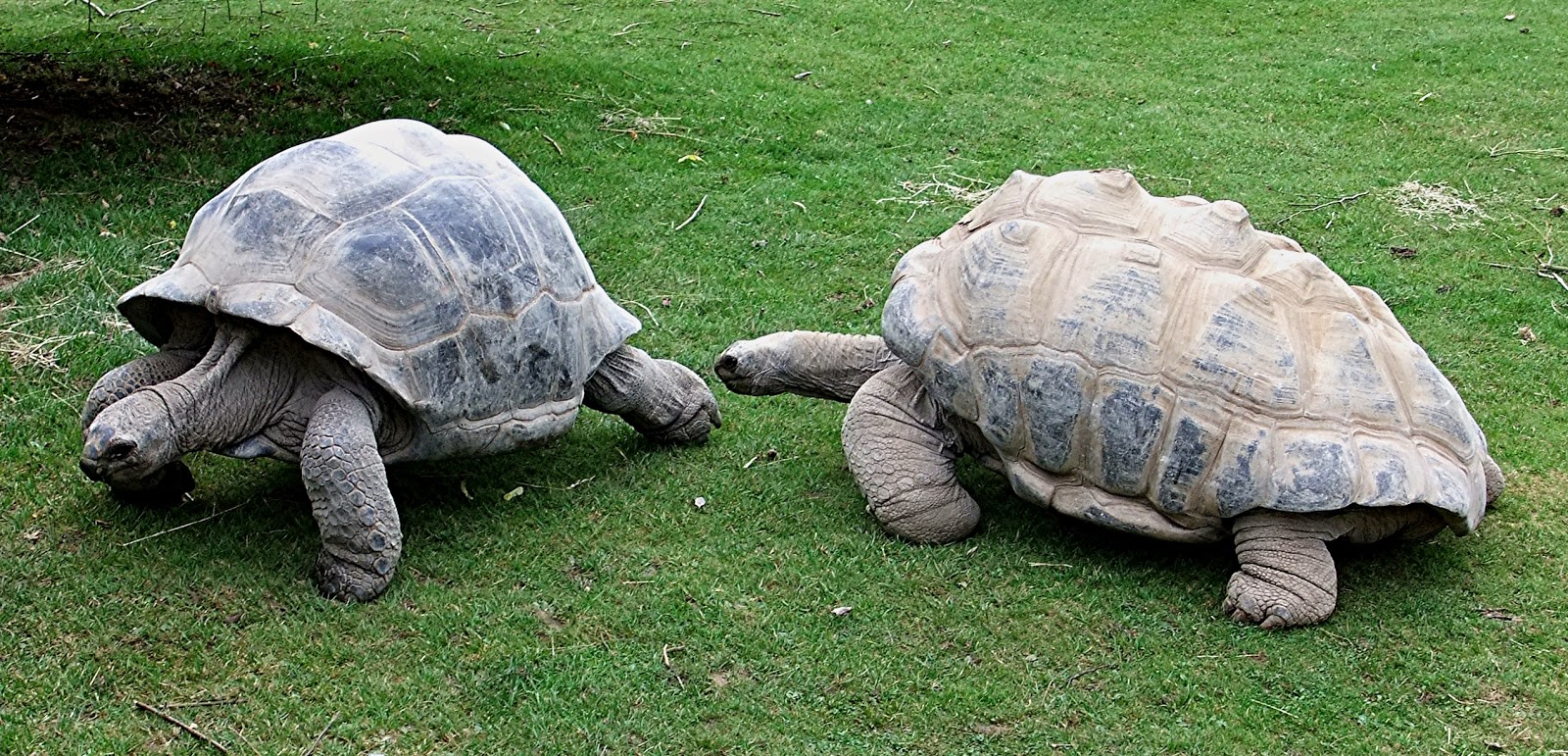 У старейшей черепахи Джонатана и его подруги 26 лет не было детей. Оказалось, подруга кое-что скрывала