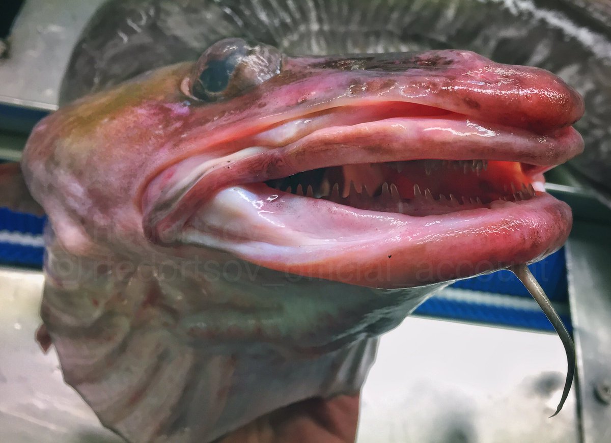Самая страшная рыба в мире фото