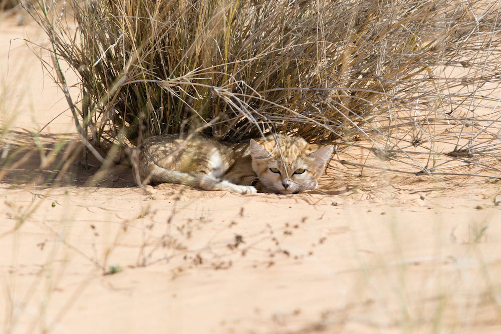 Котят песчаной кошки впервые смогли заснять в дикой природе. Посмотрите на их испуганные мордашки