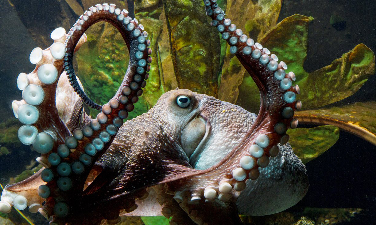 Моллюски атакуют! Жителей Уэльса испугало таинственное нашествие осьминогов, но учёные нашли ему объяснение