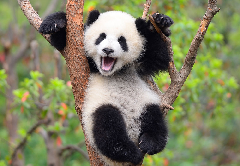 Смешная панда из Берлина ходит задом наперёд в знак протеста. Учёные собираются лечить её сексом