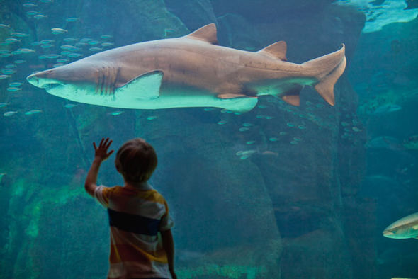 Посетитель музея любовался на акул и постучал по стеклу. То, что случилось дальше, напугало его до полусмерти