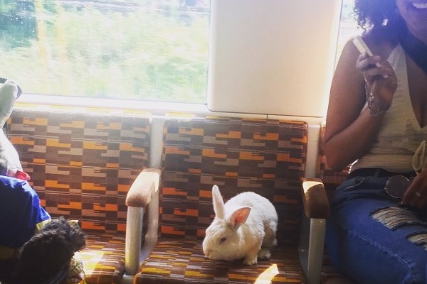Пассажиры заметили белого кролика, который ездит по Лондону на общественном транспорте. Просто так