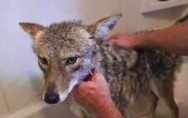 История койота, которого приняли за собаку и помыли, растрогала даже голливудского актёра. Жаль, но это фейк