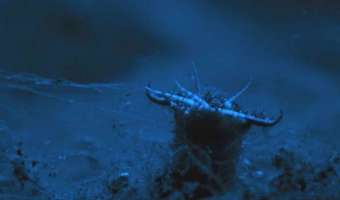 Если ужастики уже не пугают, вот вам морской червь Боббита. У него мощные челюсти и очень, очень длинное тело