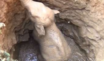 В Индии местные жители спасли слонёнка, упавшего в колодец, но придумали способ получше, чем Маугли