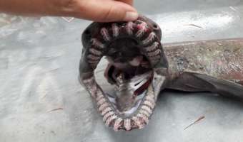 Акула или змея? Учёные поймали ужасающее «живое ископаемое» с тремя сотнями зубов в пасти
