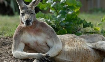 Австралиец помирил дерущихся кенгуру. Достаточно было напомнить им про родителей