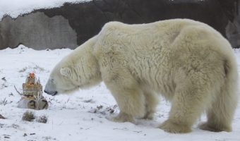 Старейший белый мишка отметил день рождения вечеринкой и тортиком. И, кажется, он очень доволен