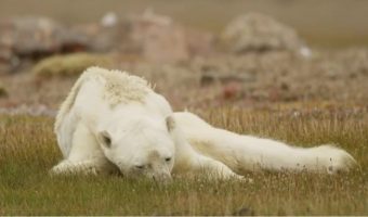 «Так выглядит глобальное потепление». Видео показало, как белый медведь сдаётся перед лицом голодной смерти