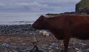 Состояние океанов в одном видео: корова жуёт наполовину съеденную рыболовную сеть