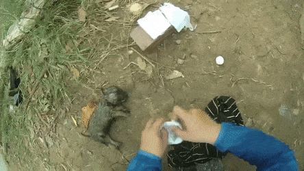 Вьетнамец спас тонущего щенка и сделал ему искусственное дыхание с помощью бутылки и смекалочки