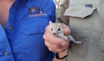 В Австралии нашли животное, которое многие уже сто лет считают вымершим. И эта милаха — сумчатая мышка