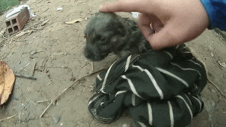 Вьетнамец спас тонущего щенка и сделал ему искусственное дыхание с помощью бутылки и смекалочки