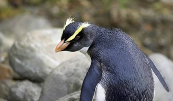 В Новой Зеландии живёт дружелюбный пингвин, который приходит к людям домой и… И этого уже достаточно