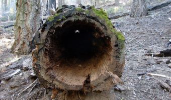 Охотничий пёс погнался за добычей и застрял внутри дерева. Спустя 20 лет лесорубы нашли его пугающую мумию