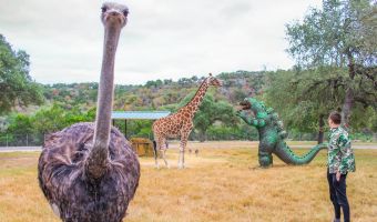 Парень путешествует по миру с годзиллой Райаном. Райан — игрушка, но это не мешает ему залезать на Биг-Бен