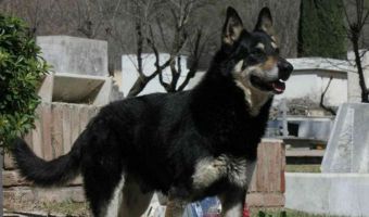 Пёс остался верен умершему хозяину и охранял его могилу до конца своей жизни