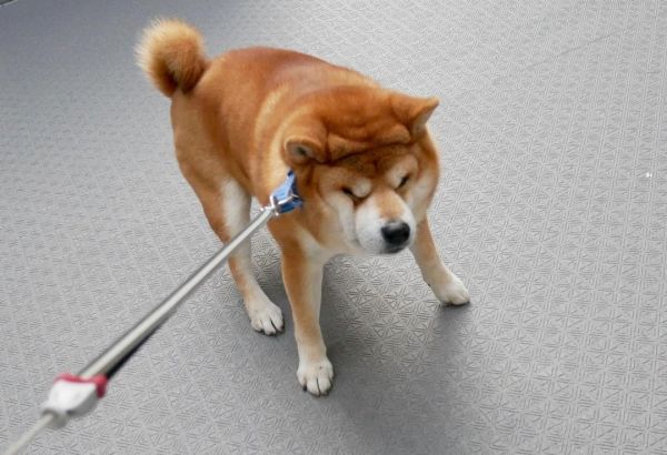 Пёс из Японии ненавидит прогулки. Это сделало его знаменитым