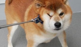 Пёс из Японии ненавидит гулять со своим хозяином. Он показал, как нужно говорить «нет»