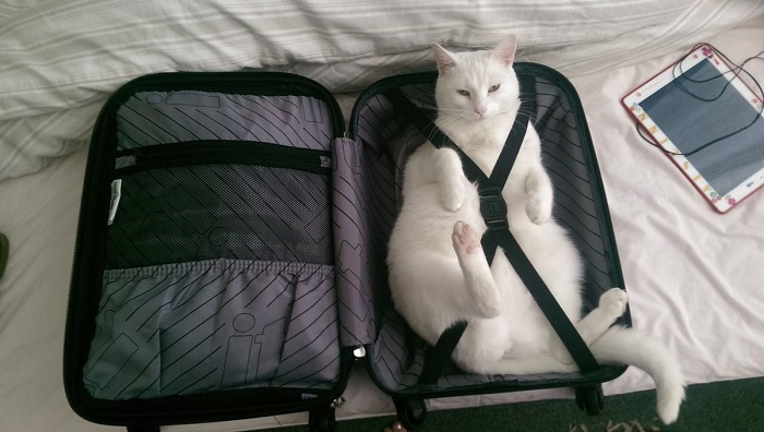 Коты обожают чемоданы. Вот как нужно использовать их вместе