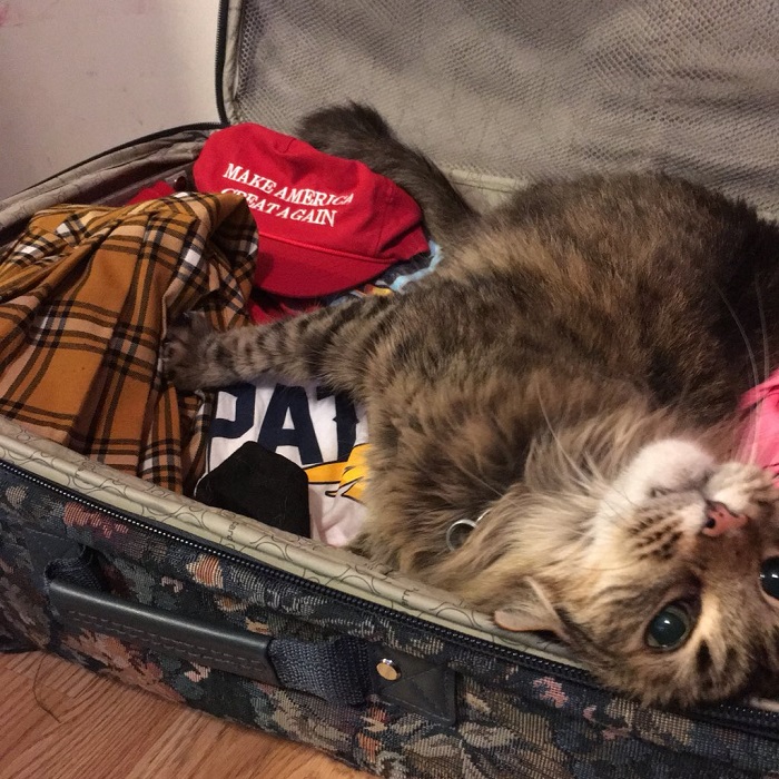 Кошка на чемодане
