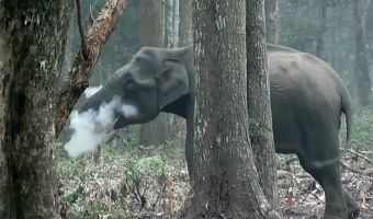 Учёные заметили дым около слонихи. Оказалось, плохая девочка не прочь покурить. Но ей это даже на пользу