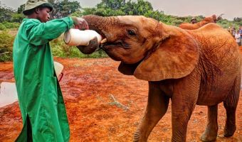 Залог успеха — двуногая мама. Как приют в Кении выхаживает осиротевших слонят