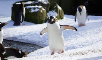 Несмотря на холода, видео с пингвинчиком, кружащим со снежинками, может растопить даже замёрзшие сердца