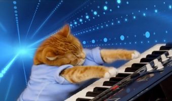 Не стало кота-пианиста Бенто ? Мем и любимец интернета сыграл нам в последний раз в трогательном видео