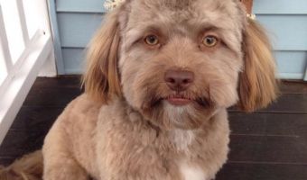 Морда пса Йоги так похожа на лицо человека, что это умиляет и пугает одновременно