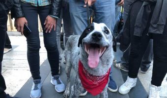 Барбос армянской революции. Как пёс Чало шёл в Ереван, стал другом Пашиняна и символом протеста