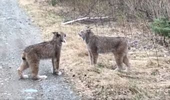 Дикие рыси кричат друг на друга человеческими голосами, и это даже страшнее крика знаменитых резиновых уток