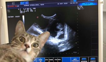 Будущая мать из Гренландии только на УЗИ узнала, что беременна. А ещё она кошка и это новый мем