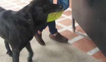 В Колумбии наблюдательный пёс научился покупать себе еду в магазине. Деньги для него растут прямо на деревьях