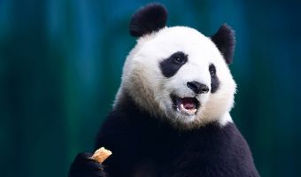 Гифка с пандами вошла в топы Reddit. Почему? Они стали мемом о неудачном спаривании
