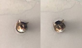 Кошка пришла к любителям животных через дыру в потолке. И в ней увидели надежду интернета на спасение