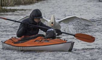 А злобный лебедь на пруду. В Англии боевая птица Альберт избивает туристов, катающихся по его водоёму