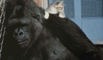 Прощай, Коко. В Калифорнии умерла горилла, умевшая говорить на языке жестов и любившая нянчить котят