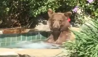 Медведь искупался в бассейне, выпил коктейль и лёг спать на дереве. Это самое летнее видео с диким хищником