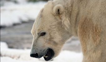 Канадец подрался врукопашную с медведем и погиб, спасая детей. Родственники винят беспечных туристов