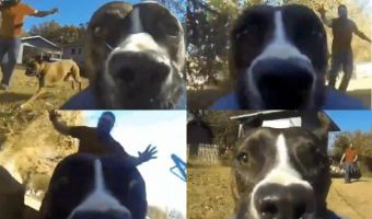 Собака стащила у хозяев камеру GoPro и сняла на неё своё бегство от погони. Вышел задорный летний блокбастер