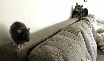 Кошка Галакси и крыс Берни живут в одном доме. Как Том и Джерри, но с одним маленьким отличием