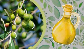 Солнце, оливки и сила Геракла. Как выбирать оливковое масло и в чём его польза