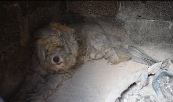 Умный пёс из Греции спрятался в печи, чтобы спастись от пожара. На свет он вышел настоящим львом