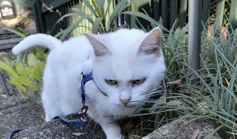 Кошка Ума из Австралии — веган. Хозяин уверен, что она счастлива, но ветеринары в сомнениях