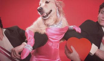 Like a Virgin. Фэшн-фотограф снимает своего пса в образе Мадонны, и некоторые снимки даже лучше оригинала