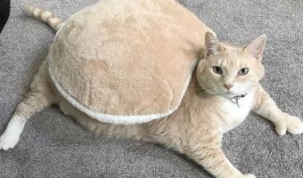 Битва за граммы, диета и упражнения. Очень толстый кот стал героем душераздирающего блога о похудении