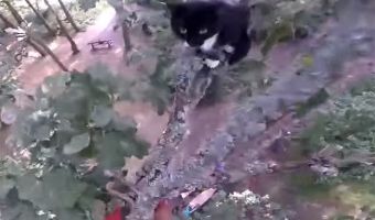 Кусь-кусь неблагодарный. Парень влез на дерево, чтобы спасти застрявшую кошку, но она его не ждала